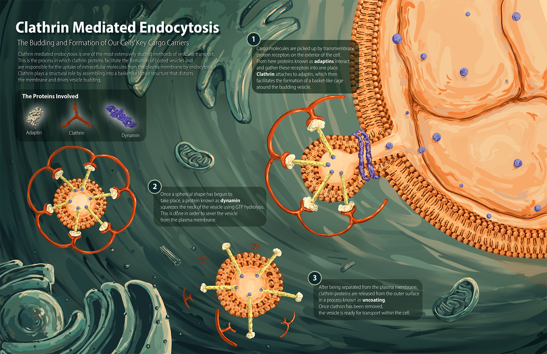 An illustration of clathrin mediated endocytosis.