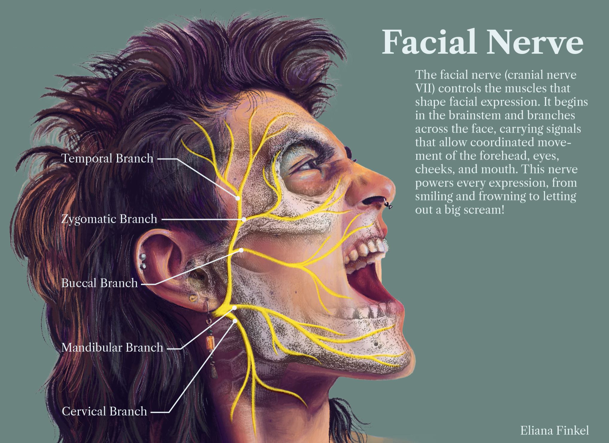 A portrait of a face, with detailed information and graphics related to the facial nerve merged in.