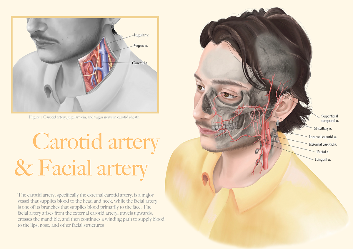 An illustration outlining the function of several human ateries.