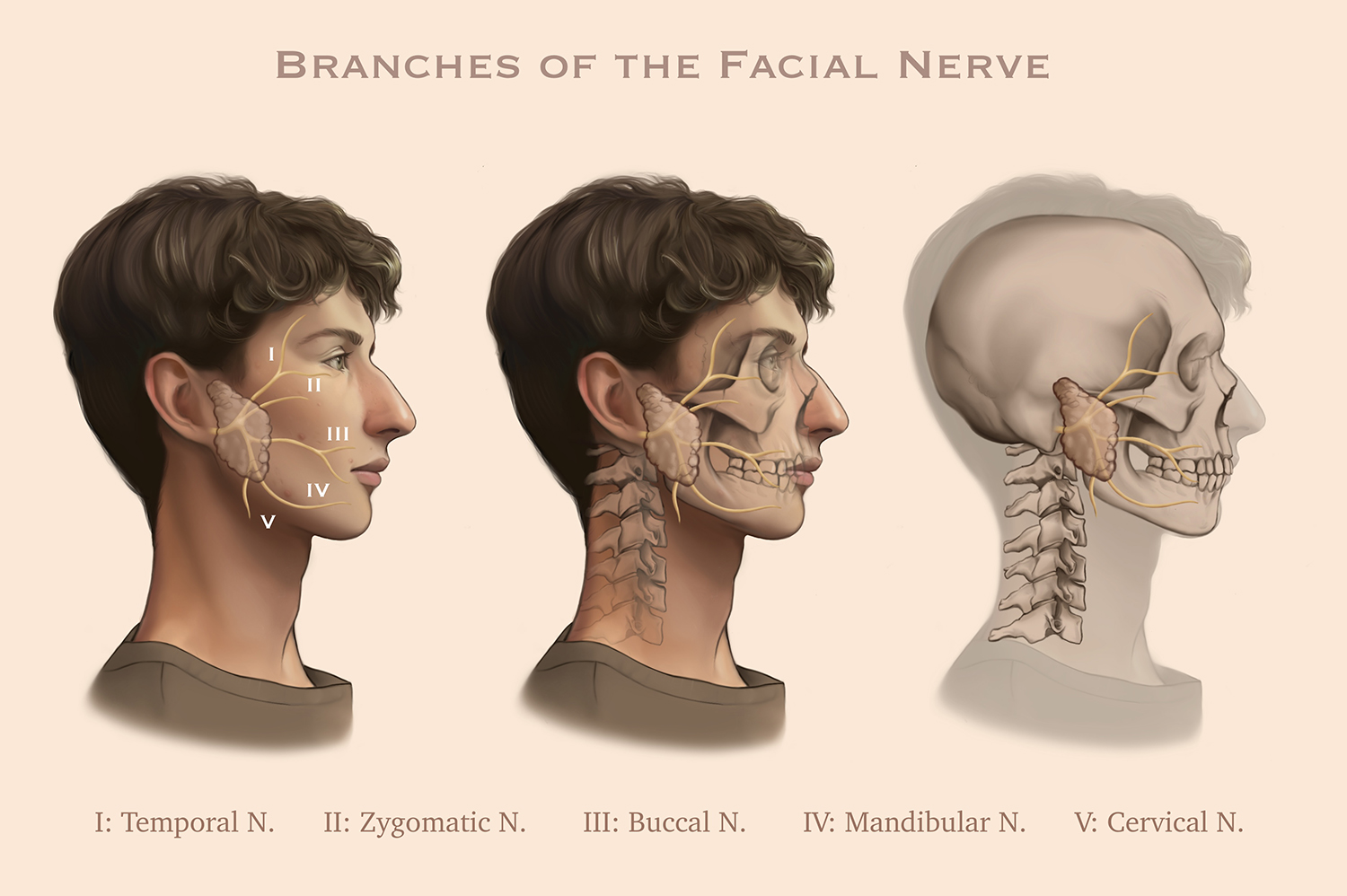 Three side by side images of a skeleton and a person to visually represent the anatomy of the facial nerve.