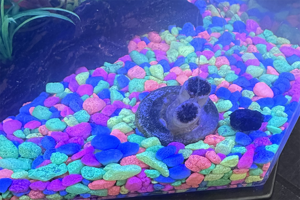 Coral rocks of various neon colors in an aquarium tank.