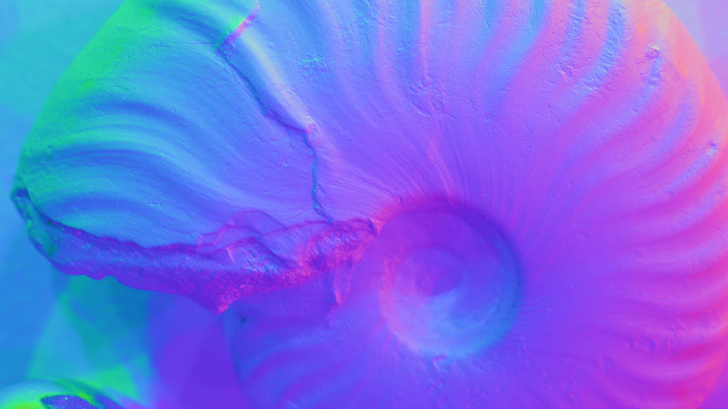 a closeup of a shell colored in neon green, blue, purple, and pink.