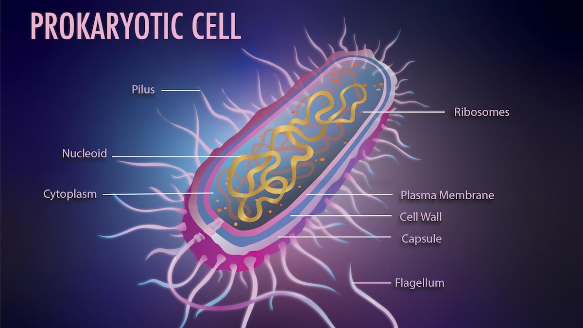 illustration of the parts of a Prokaryotic cell.