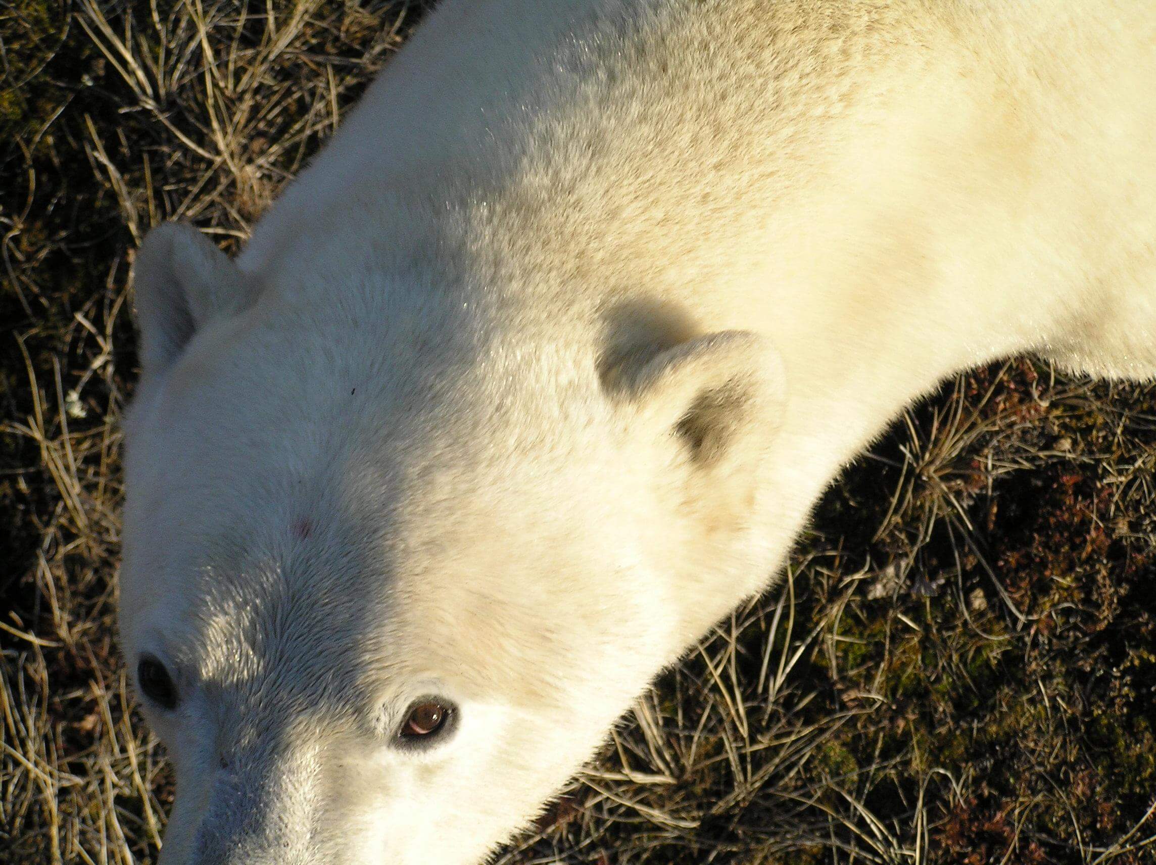 a polar bear in grass.