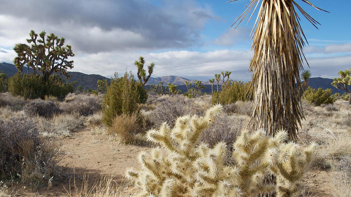desert landscape with blue skies.
